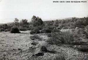 Palica - E- Divers 021